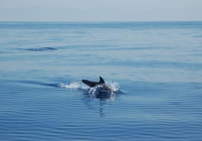 Agenzia/operatore Turistico Aeolian Dolphin Research